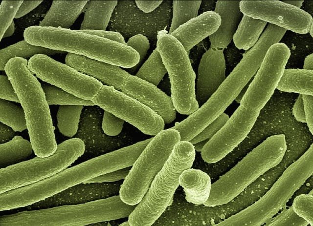 bacteria hanseniase